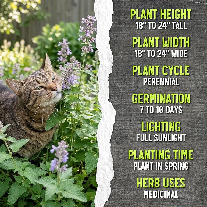 Seed Needs Catnip Seeds for Planting Nepeta cataria - Non-GMO Heirloom & Untreated Herb Seed to Plant & Grow an Outdoor Home Grown Garden (1 Pack)