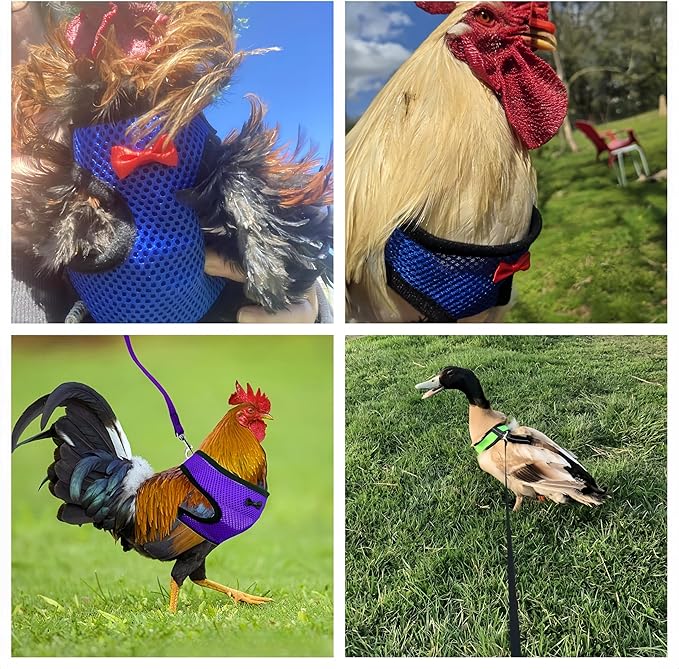 3 Pack Chicken Harness and Leash Set Adjustable Hen Vest with Matching Belt Breathable Mesh Training Harness Pets Leash for Hens Duck Goose Small Pet-Green&Purple&Blue,L