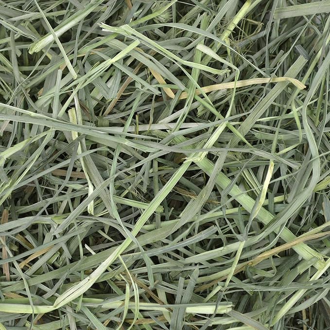Oxbow Animal Health Orchard Grass, Guinea Pig Hay, Rabbit Hay, Small Pet Bunny Supplies, All Natural Grass for Guinea Pig, Bunny, Chinchilla & Hamster, Oxbow Rabbit Supplies for Bunnies, 9 lb. box