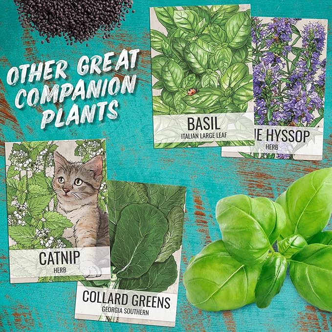 Seed Needs Catmint Seeds for Planting an Indoor/Outdoor Herb Garden - Non-GMO Heirloom & Untreated Herbal Plants - Great for Cats Nepeta mussinii (10 Packs)