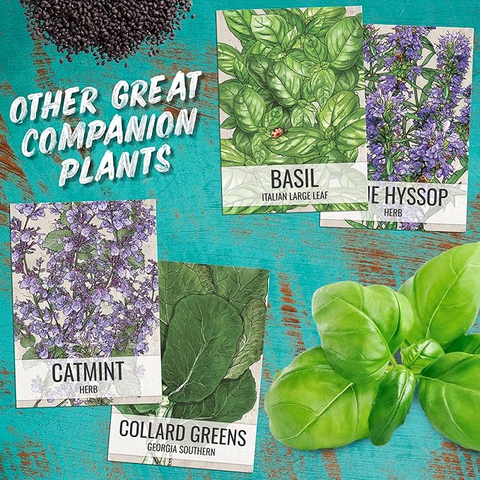 Seed Needs Catnip Seeds for Planting Nepeta cataria - Non-GMO Heirloom & Untreated Herb Seed to Plant & Grow an Outdoor Home Grown Garden (20 Packs)