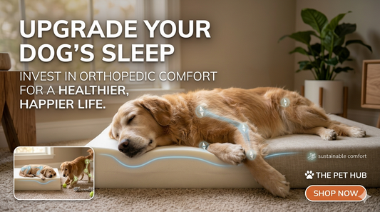 How Orthopedic Beds Improve Your Dog’s Long-Term Health