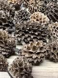 50 (25 ea) Alder & Casuarina Cone Mix, Blackwater Aquarium, Betta & Shrimp | Natural tannins Botanicals Softwater Leaf litter Shrimp habitat Biofilm surface Water enrichment Natural décor