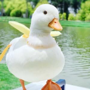 Duck Harness and Adjustable Chicken Walking Harness, Breathable Pet Vest for Duck Chicken Hen Training Walking Basic Leashes[Yellow S]