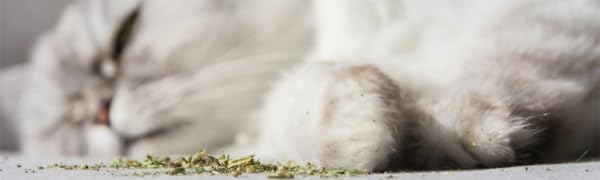 Kitty Kryptonite Catnip Blend - North American Crafted, 100% Natural, and Non-Addictive Catnip Treats for Enhanced Playfulness. Perfect for Cat Accessories (1/2 Cup)