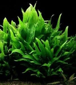 Live Plants on Driftwood | Aquatic Plants for Aquariums and Vivariums (Java Fern on Large 6" Driftwood)
