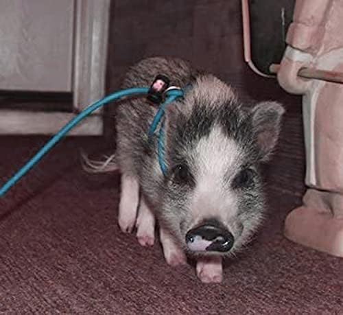 Piggy Poo and Crew 12 Foot Mini Pig Harness Adjustable Harness & Leash for Animals Pigs Ferrets Rabbits Guinea Pigs Dogs Cats Reptile Rodents Small Animals (Teal)
