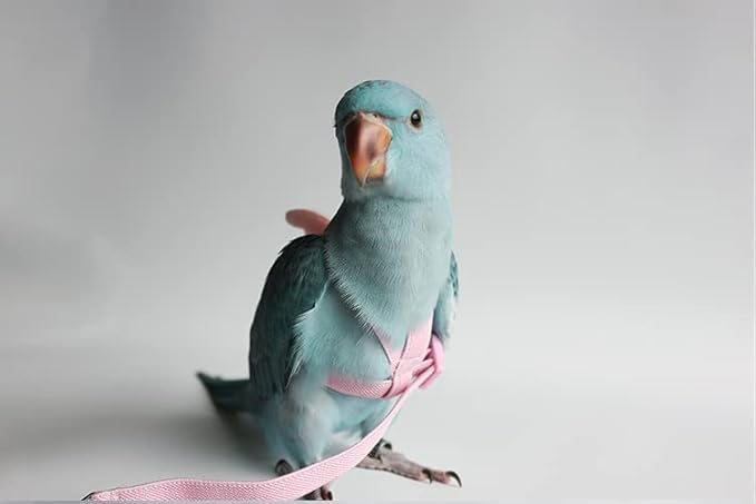 Pet Parrot Bird Harness Leash Adjustable Bird Flying Harness Traction Rope with Cute for Parrots Budgerigar Lovebird Cockatiel Mynah Outdoor Training Toy (Mynah,Pink)