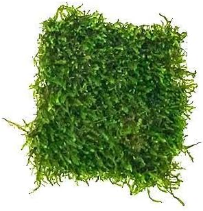 Live Aquarium Plants on Driftwood, Lava Rock, Moss, Fiber Mat - Freshwater Fish Tanks - Easy, Beginner Friendly (Flame Moss on Stainless Steel, (3 Pack))
