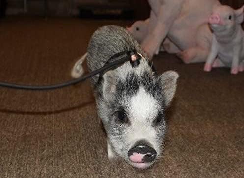 Piggy Poo and Crew 12 Foot Mini Pig Harness Adjustable Harness & Leash for Animals Pigs Ferrets Rabbits Guinea Pigs Dogs Cats Reptile Rodents Small Animals (Black)