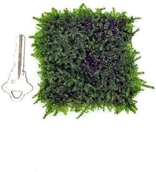 Live Aquarium Plants on Driftwood, Lava Rock, Moss, Fiber Mat - Freshwater Fish Tanks - Easy, Beginner Friendly (Mini Christmas Moss on Stainless Steel, 5 Pack)