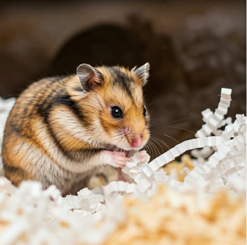 Happy Bedding – Hamster Bedding for Small Pets – Compressed Hamster Paper Bedding for Small Animals – Ideal for Hamster Cage or Habitats (4 Pack of 6 Pellets in a 4"x6" Bag)