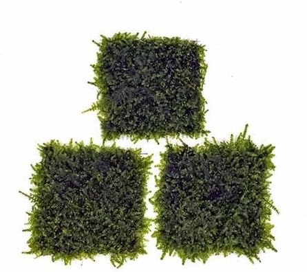 Live Aquarium Plants on Driftwood, Lava Rock, Moss, Fiber Mat - Freshwater Fish Tanks - Easy, Beginner Friendly (Mini Christmas Moss on Stainless Steel, 5 Pack)