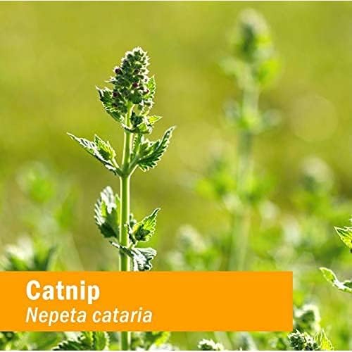 Herb Pharm Catnip Liquid Herbal Extract: Calming Nervous System Support | Vegan Organic Catnip Tincture | Herbal Support for the Nervous System | Non-GMO, Gluten-Free, Up to ~3 Week Supply, 1 oz*