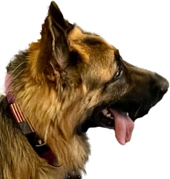 Tactical Dog Collar with Handle, American Flag Patch, 1.5 Inch Wide Thick Heavy Duty Nylon, Quick Release Metal Buckle, Customizable Name Plate, Ideal Dog Collars for Medium to Large Breeds K9 Harness