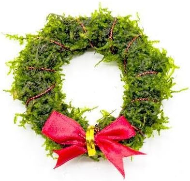 Live Aquarium Plants on Driftwood, Lava Rock, Moss, Fiber Mat - Freshwater Fish Tanks - Easy, Beginner Friendly (Christmas Moss Wreath)