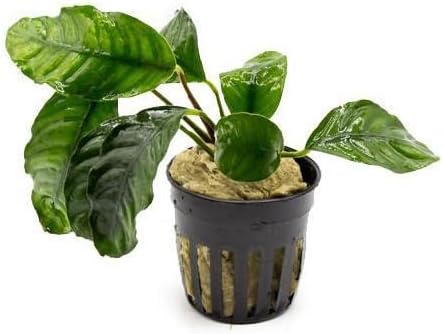 Anubias Live Aquarium Plants - Potted Freshwater Plant for Fish Tanks, Terrariums - Beginner Friendly Low Light (Barteri Coffeefolia, 5 Pots)