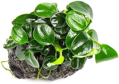 Live Planted Decor - Bucephalandra Godzilla (Bucephalandra sp.) on Lava Stone - Low to Medium Light, Dark Green with Blue Iridescence, Foreground to Midground Tank Placement - 1 Pack