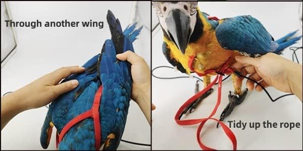 Adjustable Bird Harness with 78.7 Inch Leash, Outdoor Flying Training Rope Kit for Bird Parrots, Parrot Flying Rope Straps Outdoor Training Traction Rope for Small Medium Large Size Birds (XL)