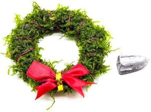 Live Aquarium Plants on Driftwood, Lava Rock, Moss, Fiber Mat - Freshwater Fish Tanks - Easy, Beginner Friendly (Christmas Moss Wreath)