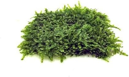 Live Aquarium Plants on Driftwood, Lava Rock, Moss, Fiber Mat - Freshwater Fish Tanks - Easy, Beginner Friendly (Mini Christmas Moss on Stainless Steel, 5 Pack)