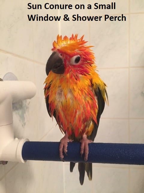 Polly's Portable Window-Shower Perch with Suction Cups for Cockatiels, Macaws, African Greys (Sandy, Small)