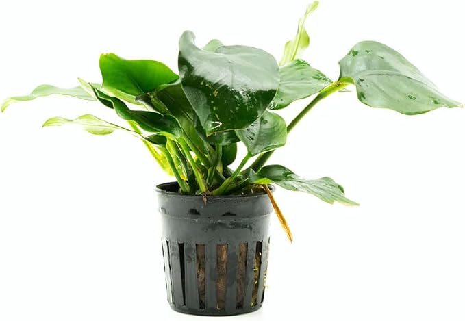 Anubias Live Aquarium Plants - Potted Freshwater Plant for Fish Tanks, Terrariums - Beginner Friendly Low Light (Nana Thick Leaf, 1 Pot)