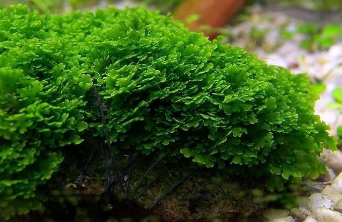 Live Aquarium Plants on Driftwood, Lava Rock, Moss, Fiber Mat - Freshwater Fish Tanks - Easy, Beginner Friendly (Mini Pellia on Stainless Steel Mesh, (1 Pack))