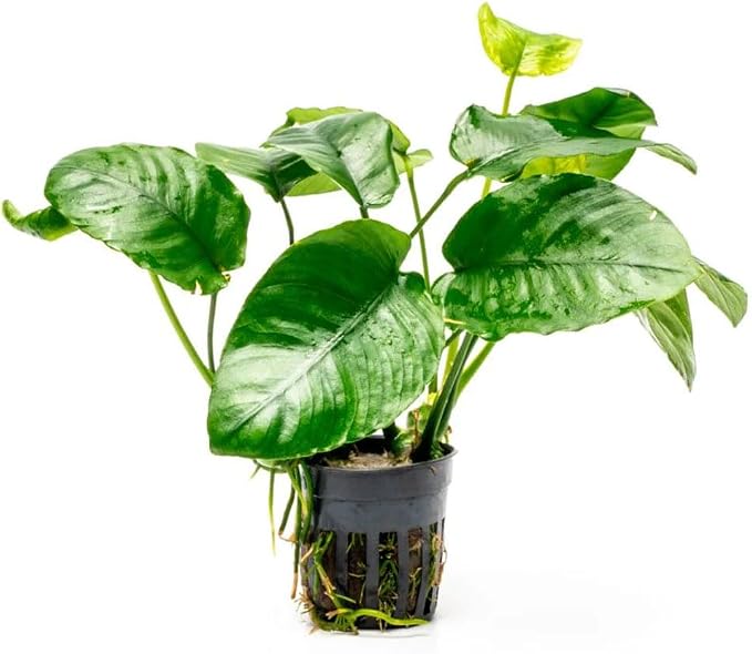 Anubias Live Aquarium Plants - Potted Freshwater Plant for Fish Tanks, Terrariums - Beginner Friendly Low Light (Barteri Wrinkle Leaf, 1 Pot)