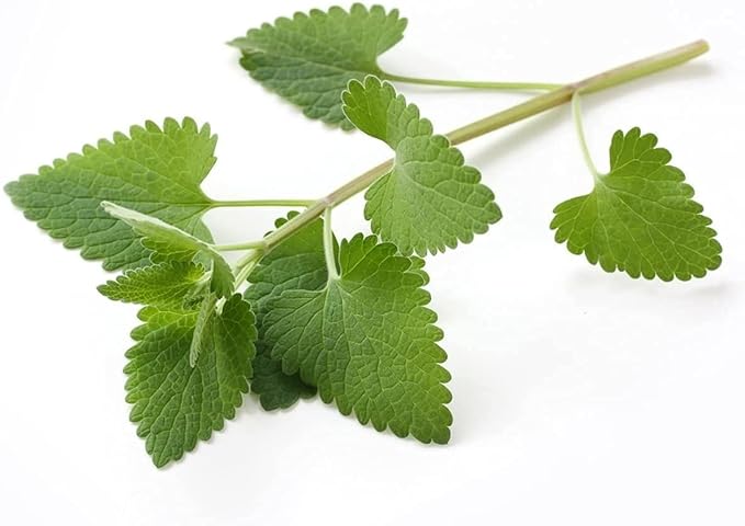 Catnip - Dried Nepeta cataria Loose Leaf/Buds by Nature Tea (1 oz)