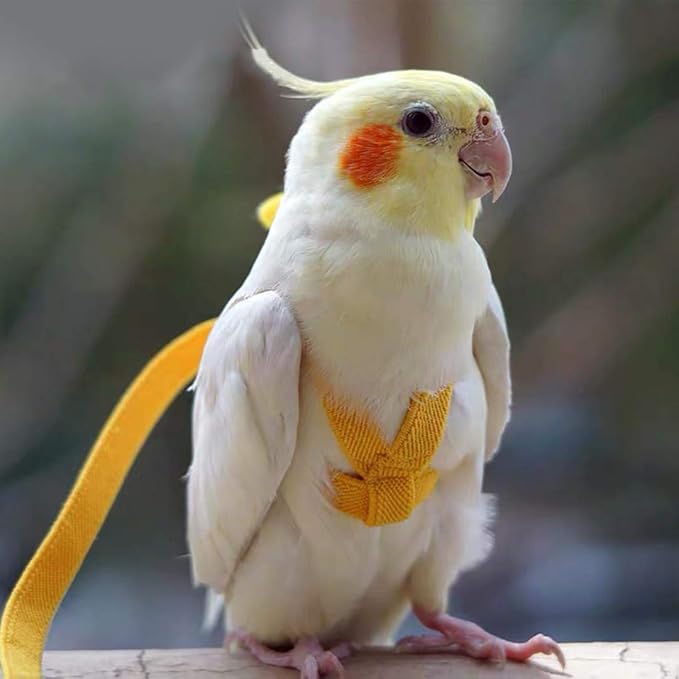 Adjustable Bird Harness Leash Parrot Flying Rope Straps Outdoor Training Traction Rope for Small Parrots, Random Color