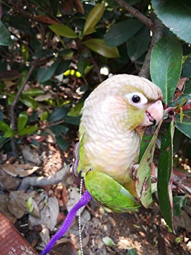 Hypeety Beauty Parrot Adjustable Bird Harness and Leash Outdoor Flying Anti-bite for Bird Parrot African Grey Cockatoo Macaw Ringneck Parakeet Cockatiel Small Size Birds