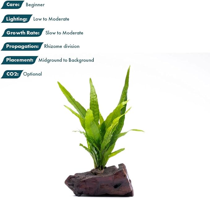 Live Aquarium Plants on Driftwood, Lava Rock, Moss Mat - Freshwater Fish Tank Plants (Java Fern, Driftwood (Small))
