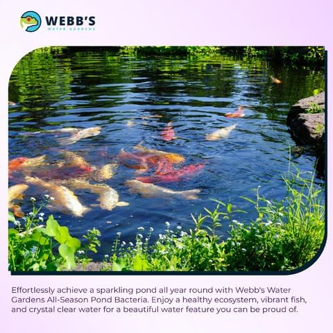 Webb's Water Gardens All-Season Pond Bacteria with Barley Packets - Supports up to 1000 Gallons - 12 Packets for Easy Application - 5 Pounds - Ideal for Clearing Pond Water and Maintaining Fish Health