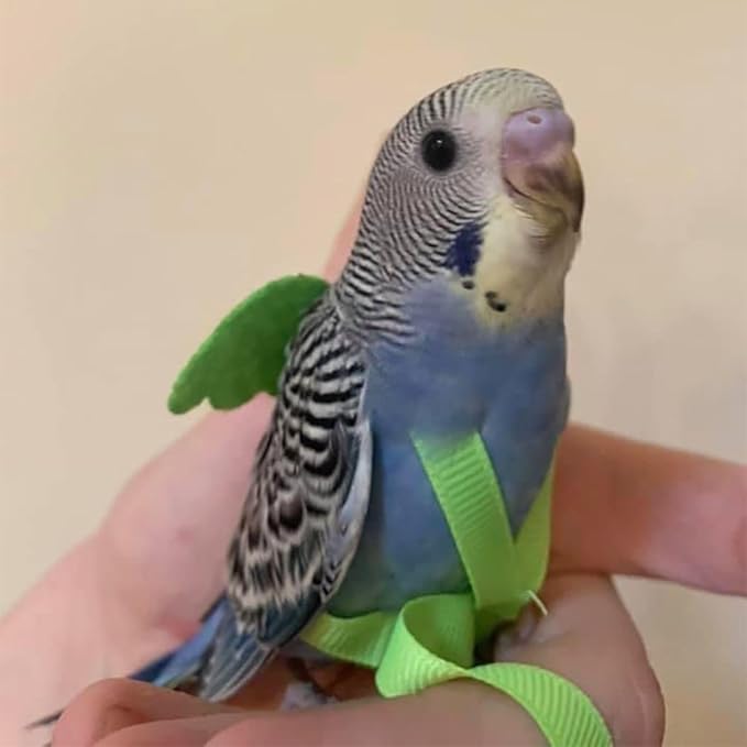 Pet Parrot Bird Harness and Leash, Adjustable Training Design Anti-Bite, Bird Nylon Rope with Cute Wing for Parrots, Suitable for Macaw Cockatoo Cockatiel Lovebird Conure African Grey (Green,S)