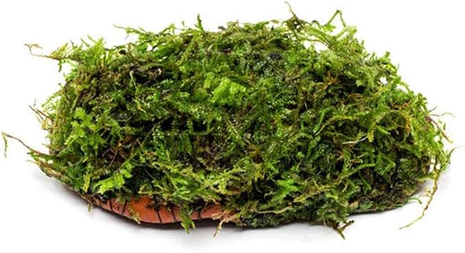 Live Planted Decor - Christmas Moss (Vesicularia montagnei) on Clay - Low Light, Green Accent Freshwater Aquatic Plant, Foreground to Midground Placement for Aquascaping - 1 Pack