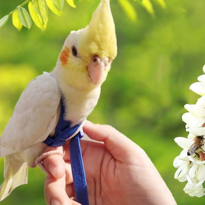 Parrot Harness and Leash Set - Elastic Rope with Blue Adjustable Harness Cute Wing, Suitable for Medium Size Bird Like Small Red-Breasted Parakeet, Caique, Mini Macaw
