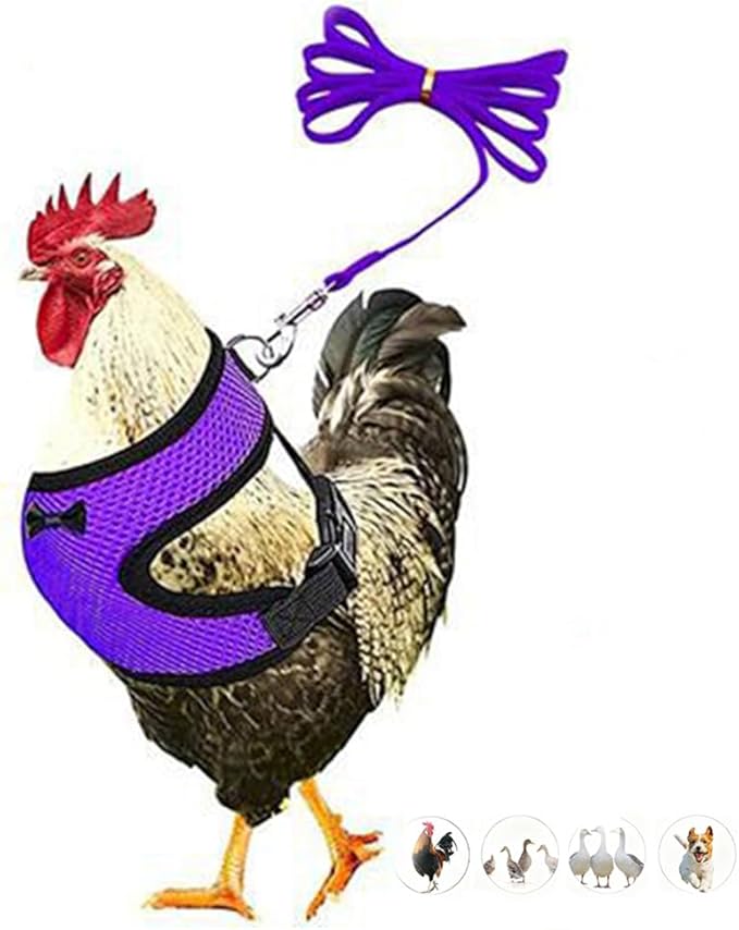 Chicken Harness and Leash Set Adjustable Mesh Breathable Duck Training Harness Pets Leashs for Goose Hen Rooster Parrots Dog Kitten, Purple M
