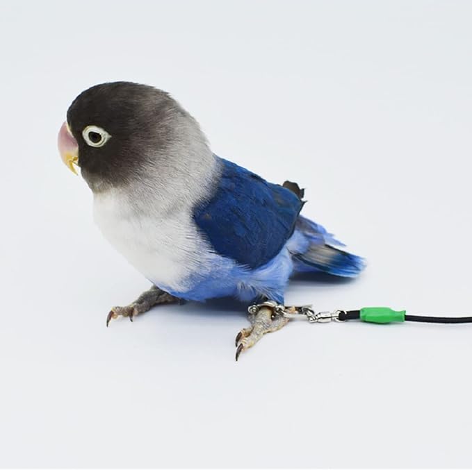 Bird Foot Chain with Flying Latex Elastic Training Rope Outdoor Parrot Ankle Foot Ring Accessories Bird Harness Leash Prevent Escaping (Model6-With 78.7inch Leash)