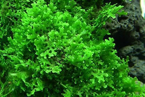 Live Aquarium Plants on Driftwood, Lava Rock, Moss, Fiber Mat - Freshwater Fish Tanks - Easy, Beginner Friendly (Mini Pellia on Stainless Steel Mesh, (1 Pack))