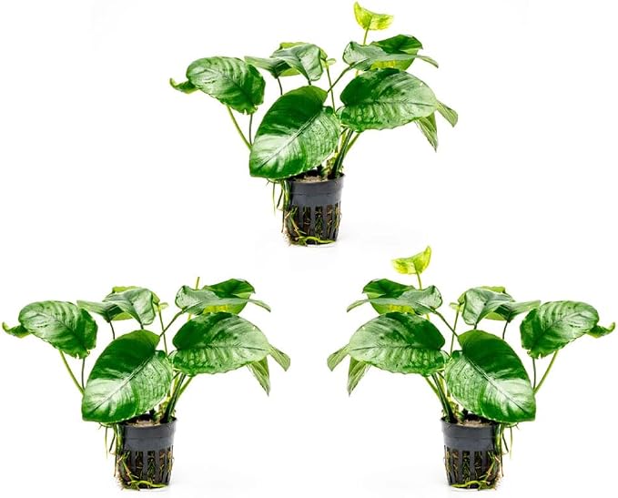 Anubias Live Aquarium Plants - Potted Freshwater Plant for Fish Tanks, Terrariums - Beginner Friendly Low Light (Barteri Wrinkle Leaf, 3 Pots)