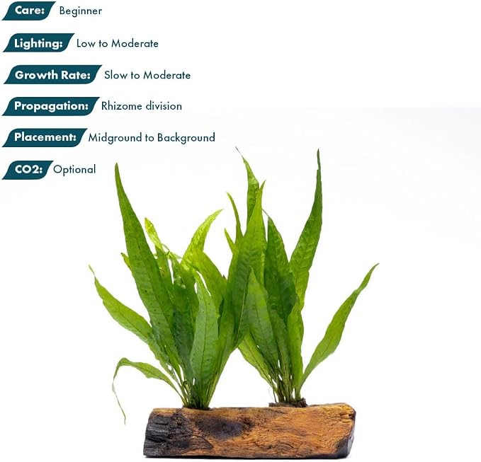 Live Aquarium Plants on Driftwood, Lava Rock, Moss Mat - Freshwater Fish Tank Plants (Java Fern, Driftwood (Medium))
