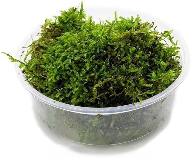 Christmas Moss Live Aquarium Plant - Freshwater Fish Tank Decorations for Natural Aquatic Décor (Large Cup)