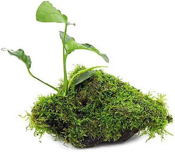 Live Planted Decor - Anubias Barteri & Christmas Moss on Driftwood - Deep Green Leaves with Bright Fronds, Freshwater Aquatic Plant for Foreground to Midground Tank Placement - 1 Pack