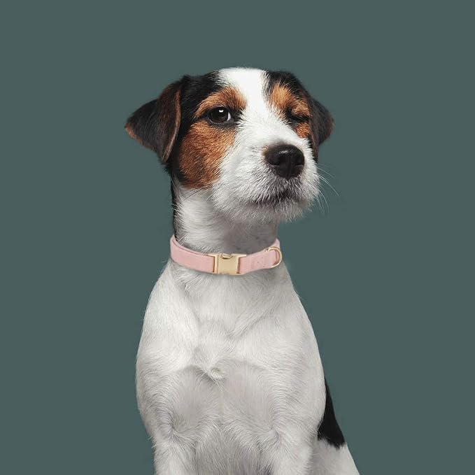 Soft Corduroy Dog Collar and Leash Set Adjustable Durable Dog Collars with Metal Buckle and Lead for Female Small Dogs,Baby Pink