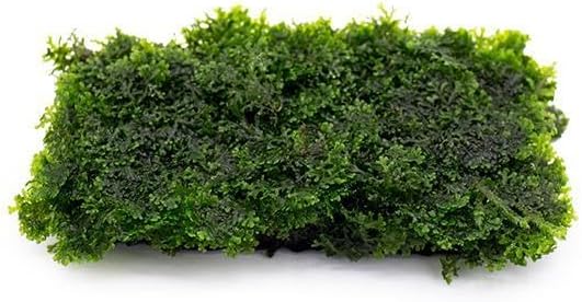 Live Aquarium Plants on Driftwood, Lava Rock, Moss, Fiber Mat - Freshwater Fish Tanks - Easy, Beginner Friendly (Mini Pellia on Stainless Steel Mesh, (1 Pack))