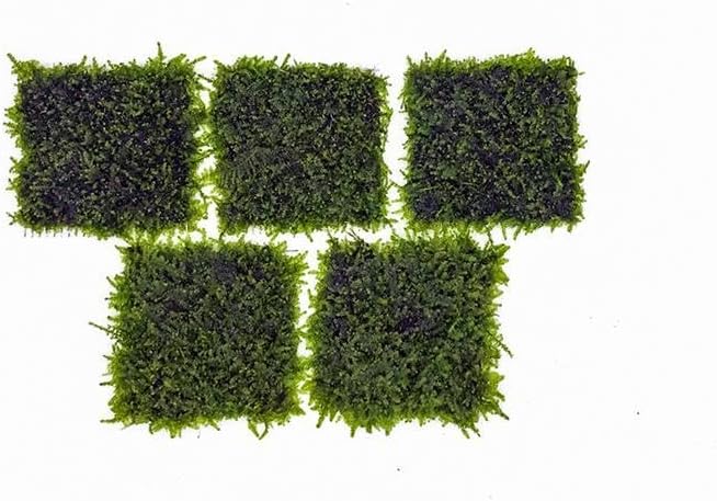 Live Aquarium Plants on Driftwood, Lava Rock, Moss, Fiber Mat - Freshwater Fish Tanks - Easy, Beginner Friendly (Mini Christmas Moss on Stainless Steel, 3 Pack)