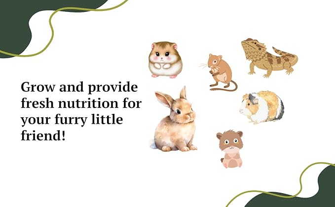 Premium Dandelion Seeds for Planting and Wheatgrass for Growing Cat Grass for Indoor cat, Kit Mix for Bearded Dragons, Tortoises, Guinea Pig Treats, Gerbil, Hamster and Chinchilla Food