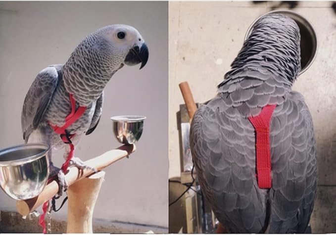 Adjustable Birds Harness and Leash Parrot Harness Leash Training Supplies Pet Anti-bite Outdoor Flying Rope for Conures Budgerigar Lovebird Cockatiel Mynah (S, Red)