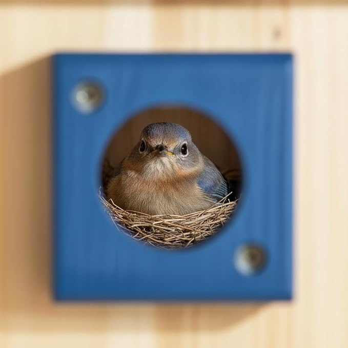 2pk XXXLL Bluebird Houses for Outside,Heavy Duty Western Red Cedar Audubon Bird House for Outdoor,Wall Pole Mountable,1.5” Metal Guard Hole 13/16" Thick, Assembling Need, 2026 Updated Version(A)